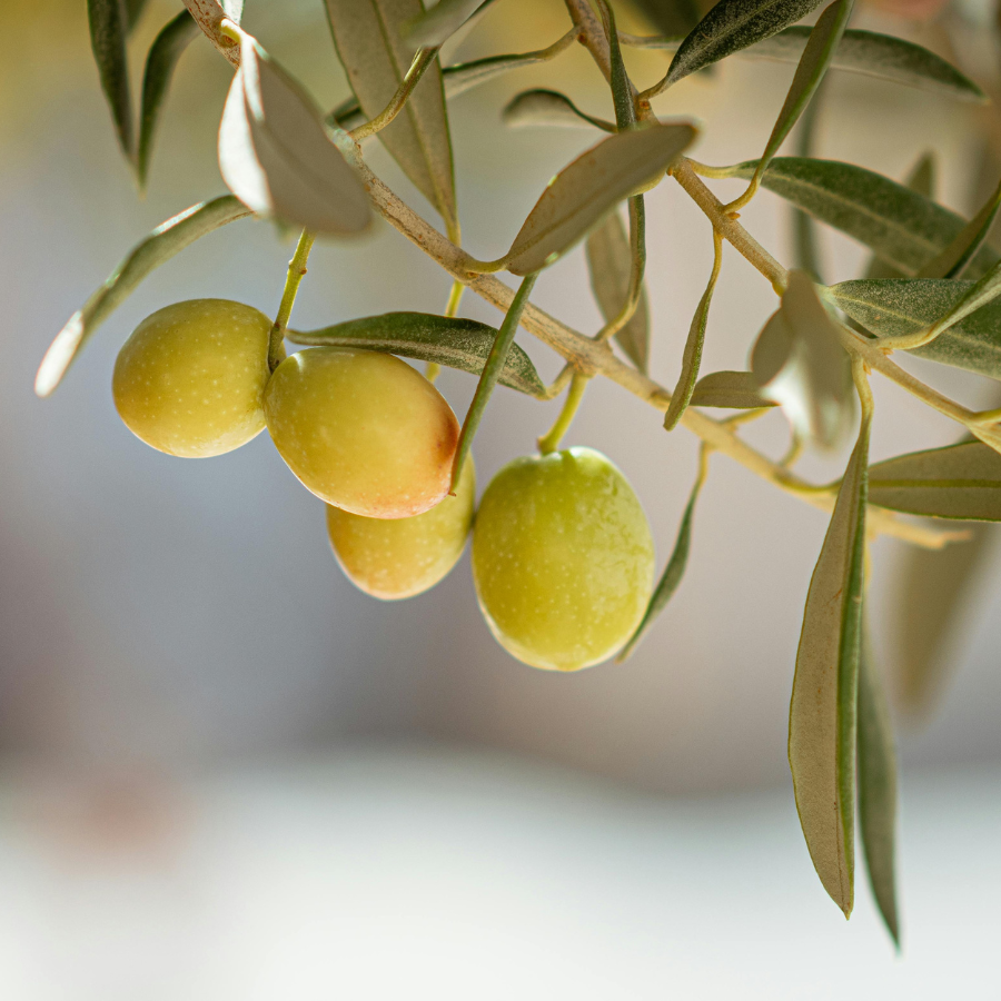 Let Food Be Your Medicine - Olives